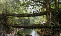 As Pontes Vivas de Meghalaya